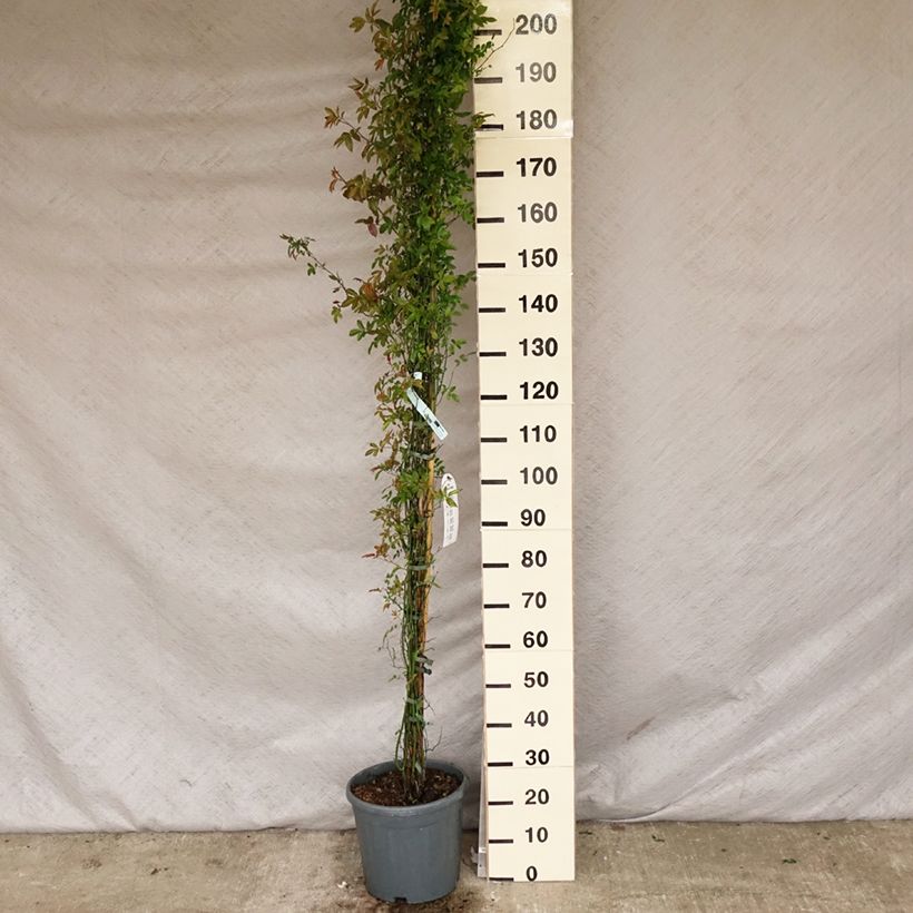 Example of Rosa banksiae Alba Plena - Banksia roos Pot van 6 l/7 l as you get in printemps