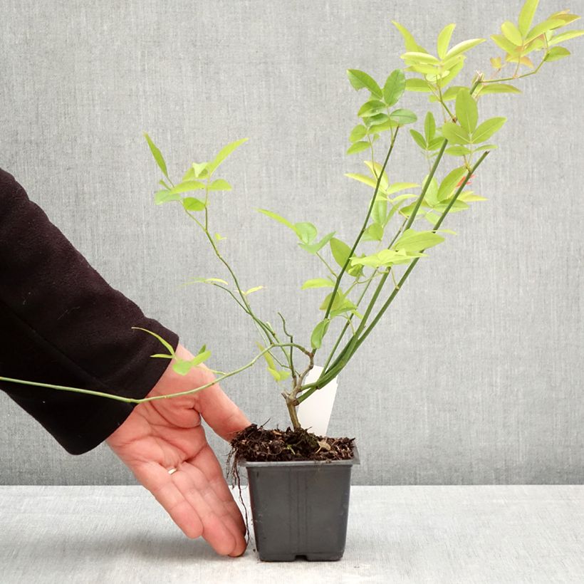 Exemplaar van Rosa banksiae Alba Plena - Banksia roos Kweekpotje van 8/9 cm zoals geleverd in de lente