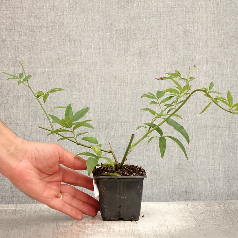 Exemplaar van Rosa banksiae Lutea - Banksia roos Kweekpotje van 8/9 cm zoals geleverd in de zomer