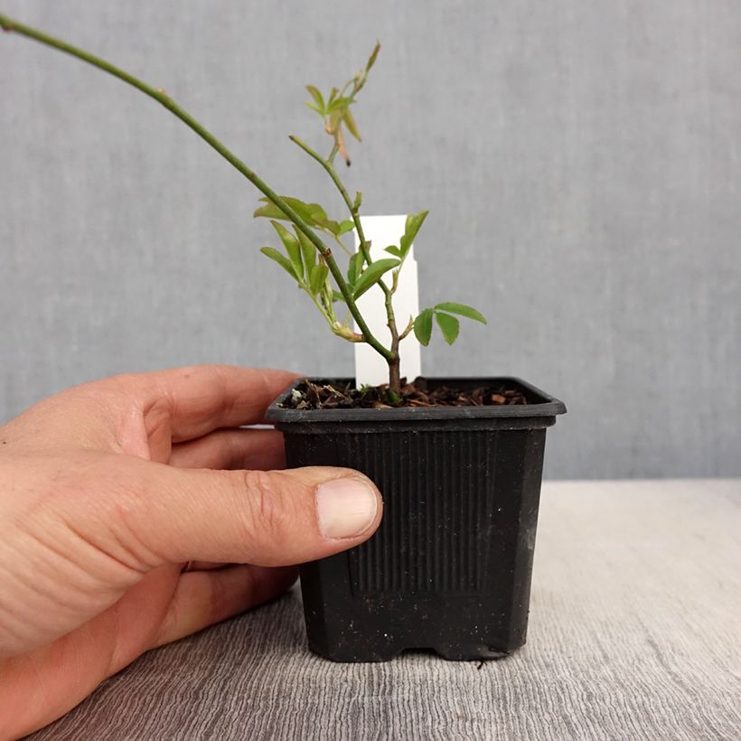 Exemplaar van Rosa banksiae Lutea - Banksia roos Kweekpotje van 8/9 cm zoals geleverd in de lente