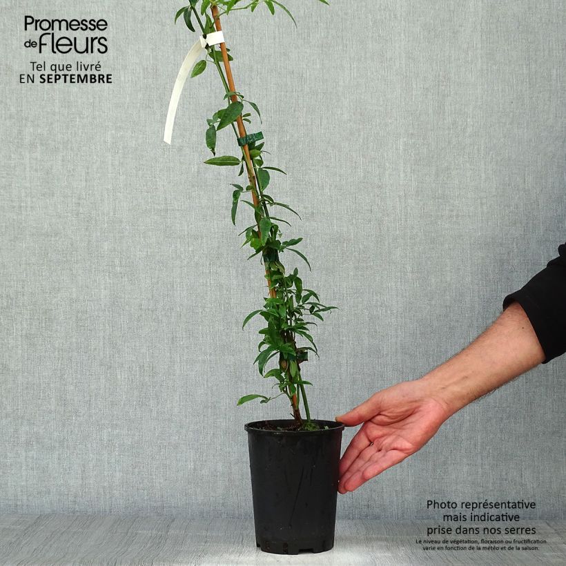 Exemplaar van Rosa banksiae Lutea - Banksia roos Pot van 2 l/3 l zoals geleverd in de herfst