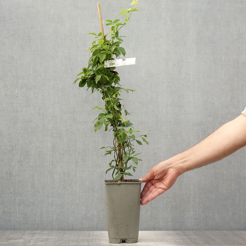 Exemplaar van Rosa banksiae Lutea - Banksia roos Pot van 2 l/3 l zoals geleverd in de zomer