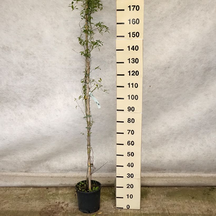 Exemplaar van Rosa banksiae Lutea - Banksia roos Pot van 7,5 l/10 l zoals geleverd in de herfst