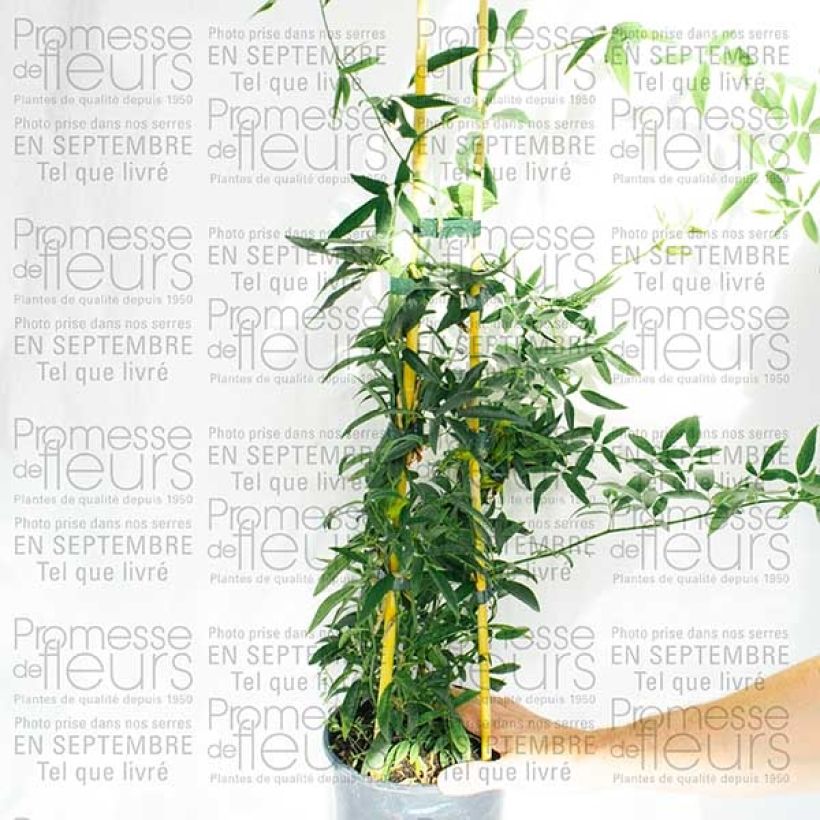 Voorbeeld van een exemplaar van Rosier de Banks Lutea - Rosa banksiae Pot de 7,5L/10L zoals geleverd