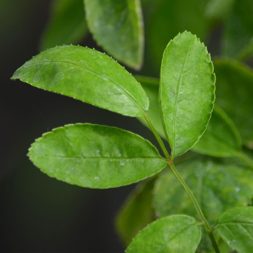 Rosa banksiae Rosea - Banksia roos (Foliage)