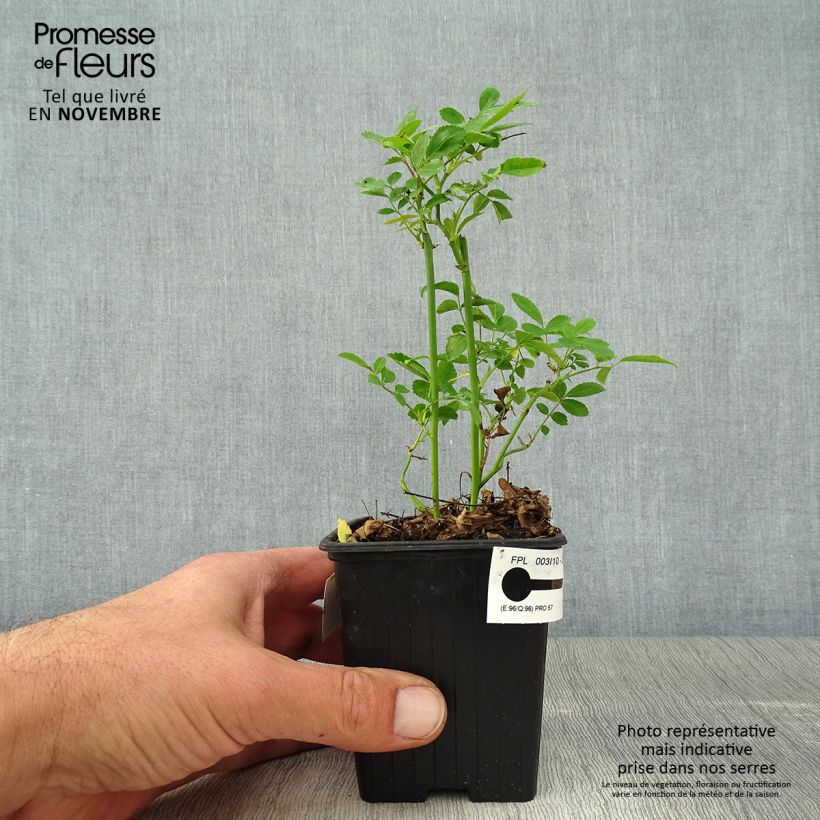 Exemplaar van Rosier de Banks Rosea - Rosa banksiae  Godet de 8/9 cm zoals geleverd in de herfst