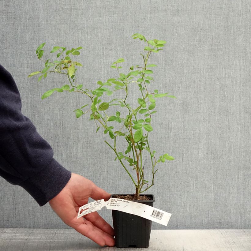 Example of Rosa banksiae Rosea - Banksia roos Kweekpotje van 8/9 cm as you get in printemps