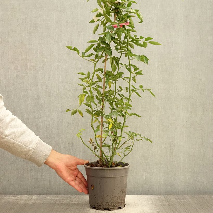 Exemplaar van Rosa banksiae Rosea - Banksia roos Pot van 2 l/3 l zoals geleverd in de herfst