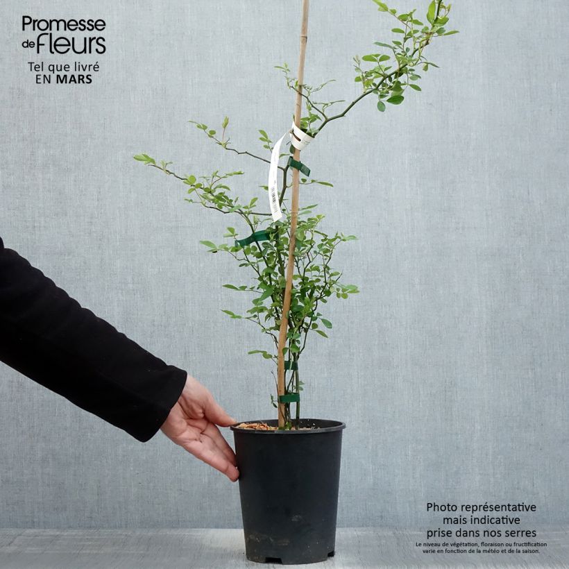 Example of Rosa banksiae Rosea - Banksia roos Pot van 2 l/3 l as you get in printemps