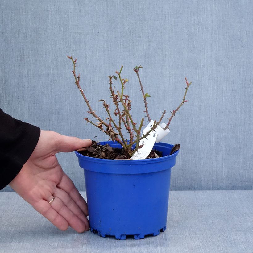Exemplaar van Rosier Decorosier Baia Pot de 2L/3L zoals geleverd in de winter