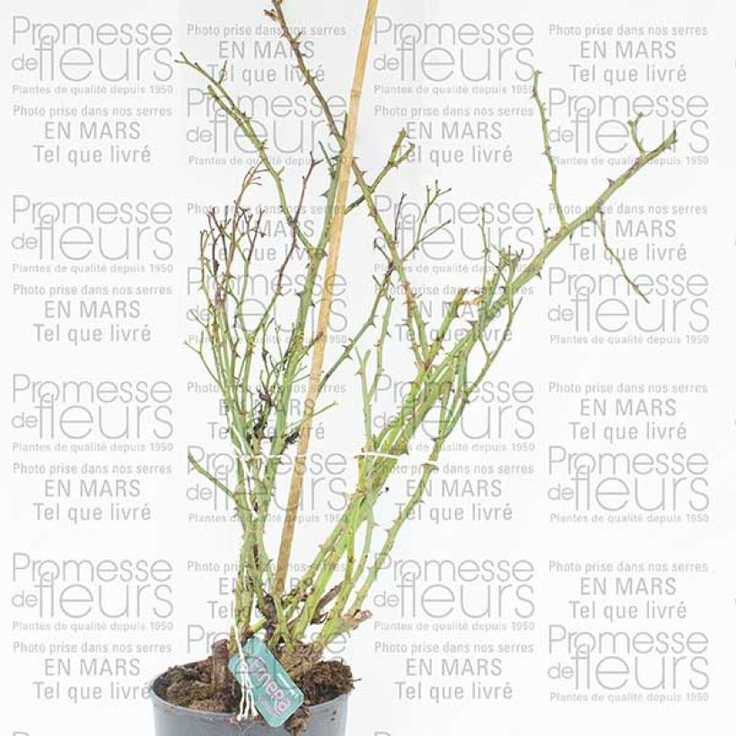 Voorbeeld van een exemplaar van Rosier Décorosiers EMERA grimpant Pot de 4L/5L zoals geleverd