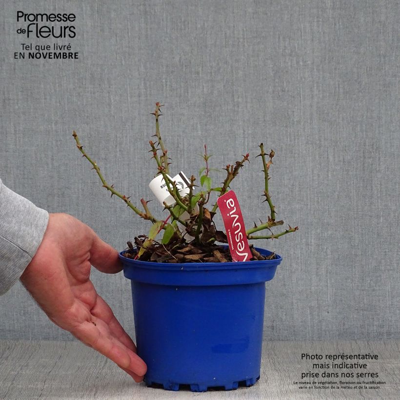 Exemplaar van Rosa New Vesuvia - Polyantharoos Pot van 2 l/3 l zoals geleverd in de herfst