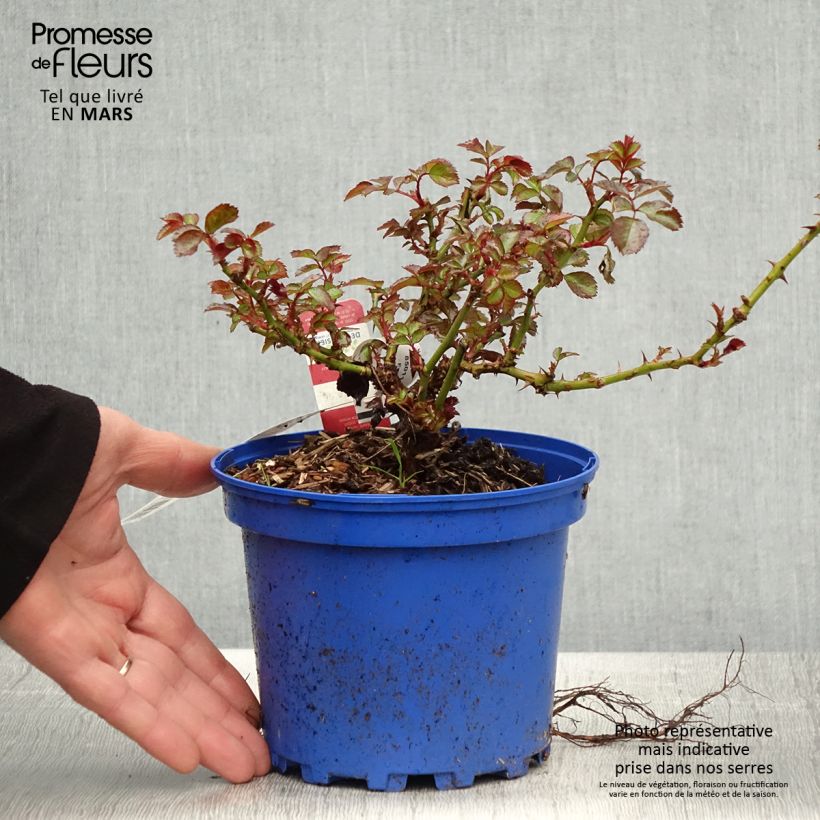 Example of Rosa New Vesuvia - Polyantharoos Pot van 2 l/3 l as you get in printemps