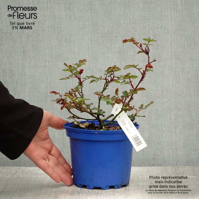 Exemplaar van Rosa Soleya - Polyantharoos Pot van 2 l/3 l zoals geleverd in de lente