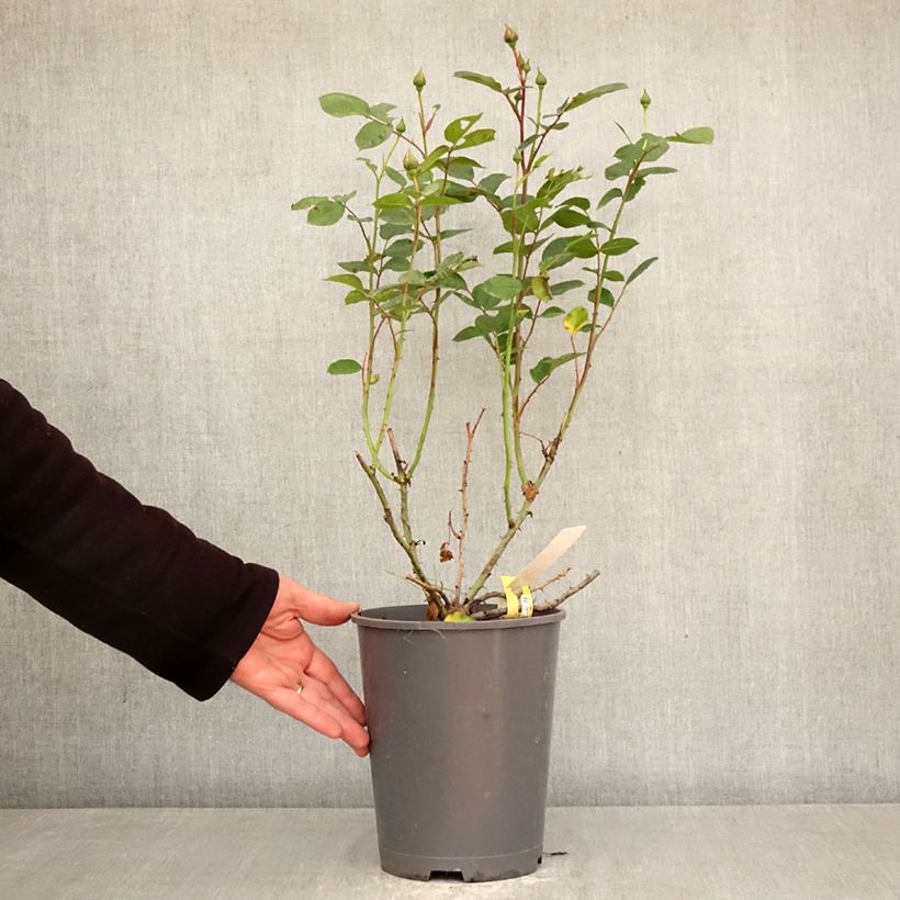 Exemplaar van Rosa Soleya - Polyantharoos Pot van 4 l/5 l zoals geleverd in de lente