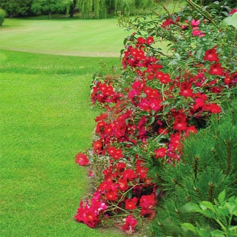 Rosa Flower Carpet Red Velvet - Polyantharoos (Bloei)
