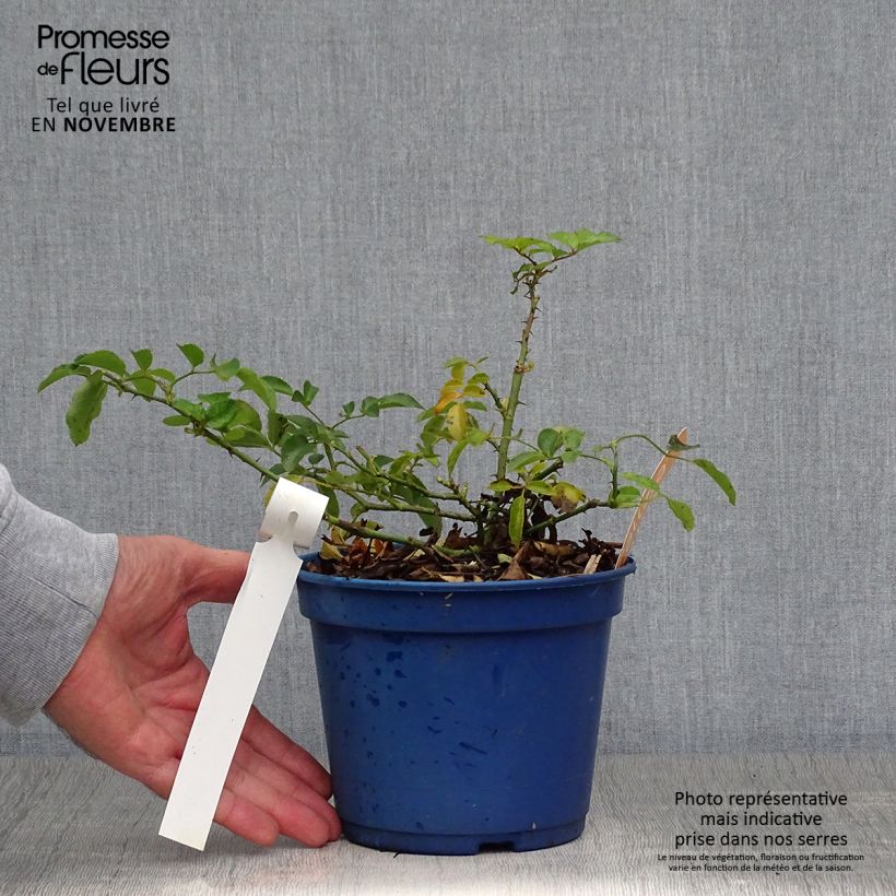 Exemplaar van Rosa Flower Carpet Amber - Polyantharoos Pot van 2 l/3 l zoals geleverd in de herfst
