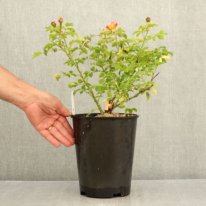 Exemplaar van Rosa Flower Carpet Amber - Polyantharoos Pot van 4 l/5 l zoals geleverd in de zomer