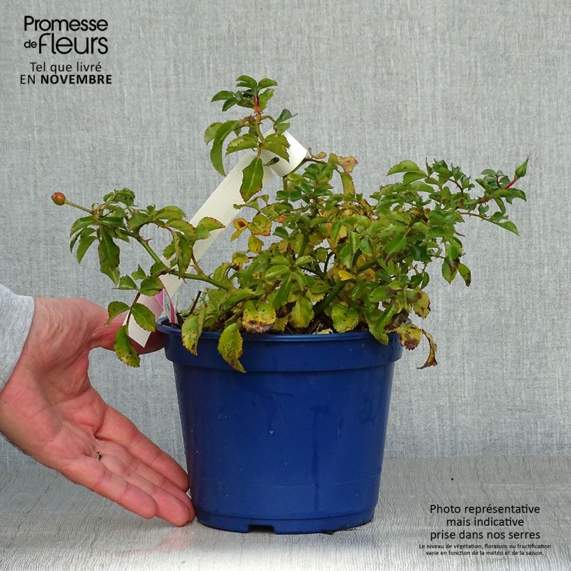 Exemplaar van Rosa Heidetraum - Polyantharoos Pot van 2 l/3 l zoals geleverd in de herfst