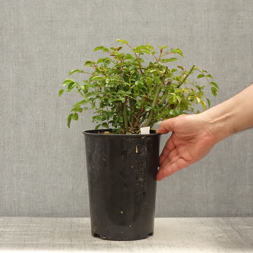 Exemplaar van Rosa Flower Carpet - Klimroos Pot van 4 l/5 l zoals geleverd in de lente