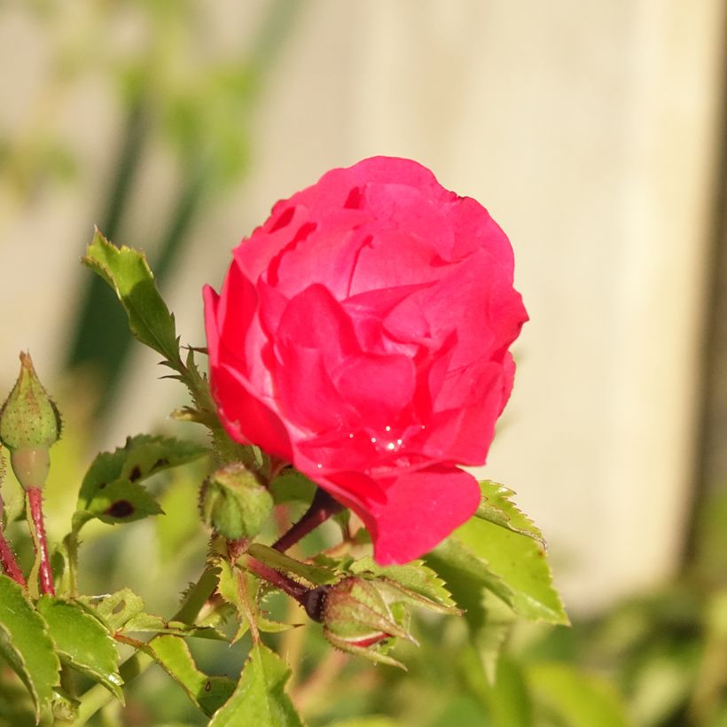 Rosa Heidetraum - Polyantharoos (Bloei)