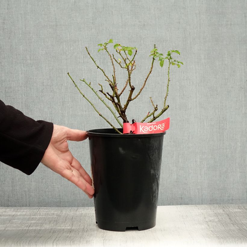 Exemplaar van Rosa Flower Carpet Scarlet - Polyantharoos Pot van 4 l/5 l zoals geleverd in de herfst