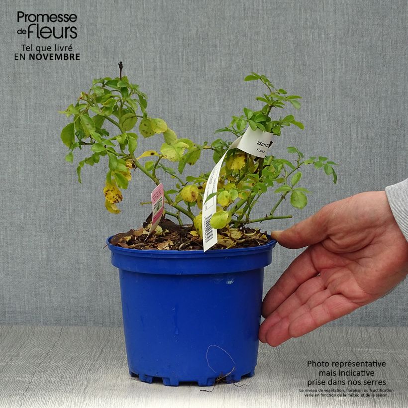 Exemplaar van Rosa Mareva - Polyantharoos Pot van 2 l/3 l zoals geleverd in de herfst