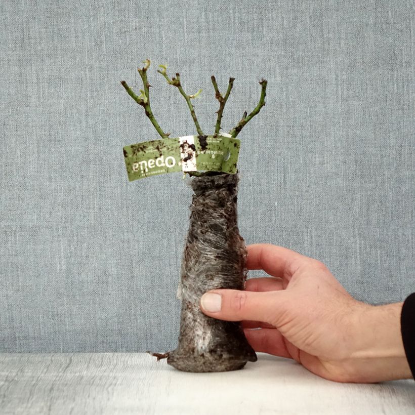 Example of Rosa White Flower Carpet - Polyantharoos In kluit as you get in hiver