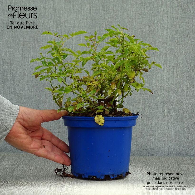 Exemplaar van Rosa White Flower Carpet - Polyantharoos Pot van 2 l/3 l zoals geleverd in de herfst