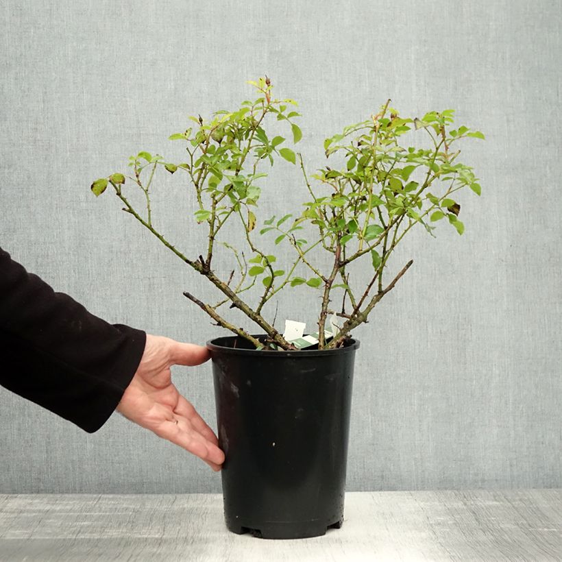 Exemplaar van Rosa White Flower Carpet - Polyantharoos Pot van 4 l/5 l zoals geleverd in de herfst