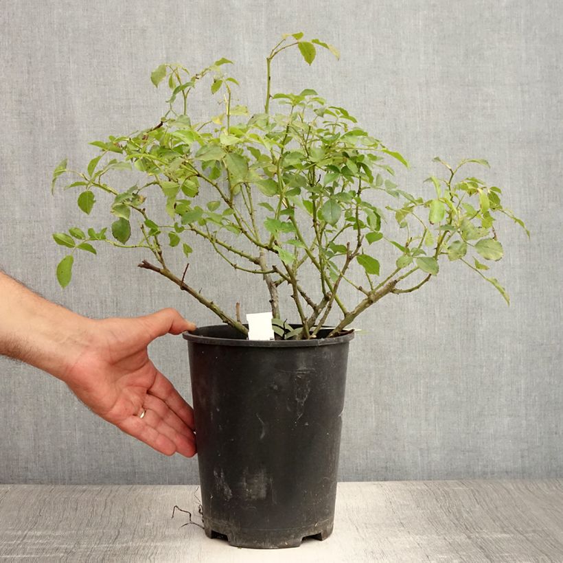 Exemplaar van Rosa White Flower Carpet - Polyantharoos Pot van 4 l/5 l zoals geleverd in de zomer