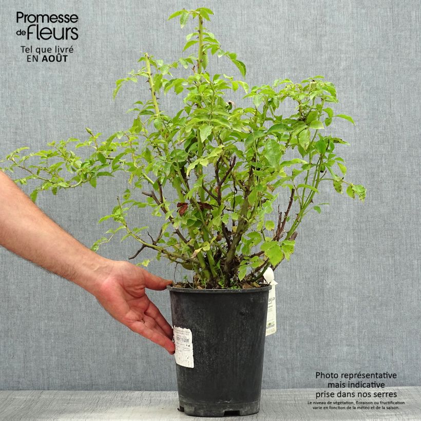 Example of Rosa White Flower Carpet - Klimroos Pot van 4 l/5 l as you get in ete