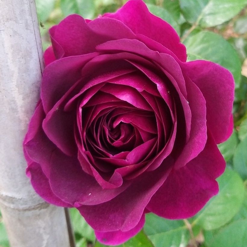 Rosa Timeless Purple - Polyantharoos (Flowering)