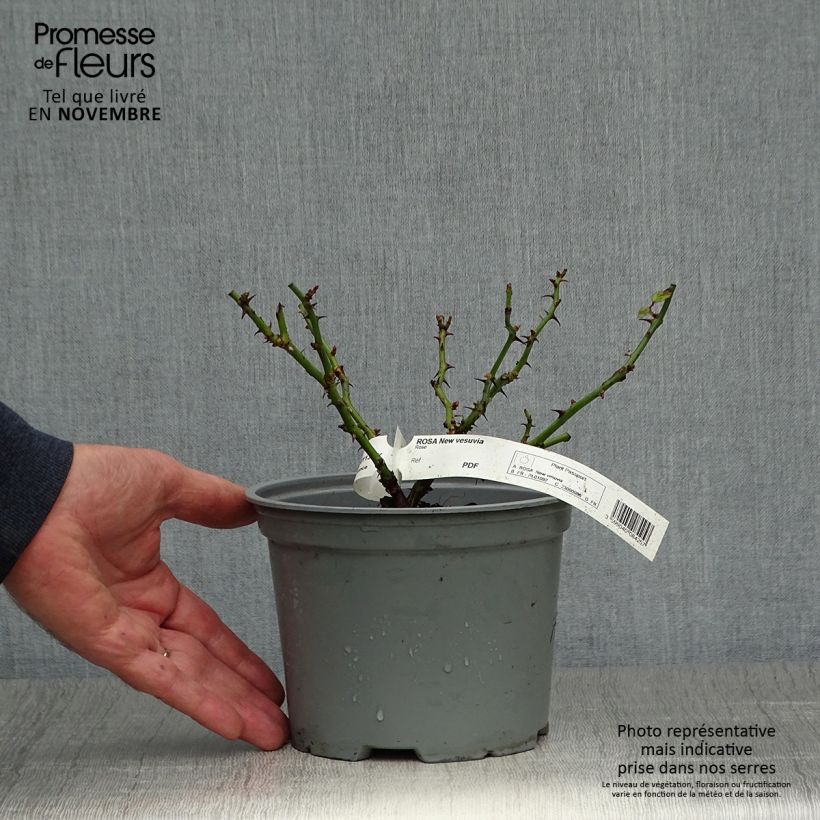 Exemplaar van Rosa Flower Carpet Red Velvet - Polyantharoos Pot van 2 l/3 l zoals geleverd in de herfst