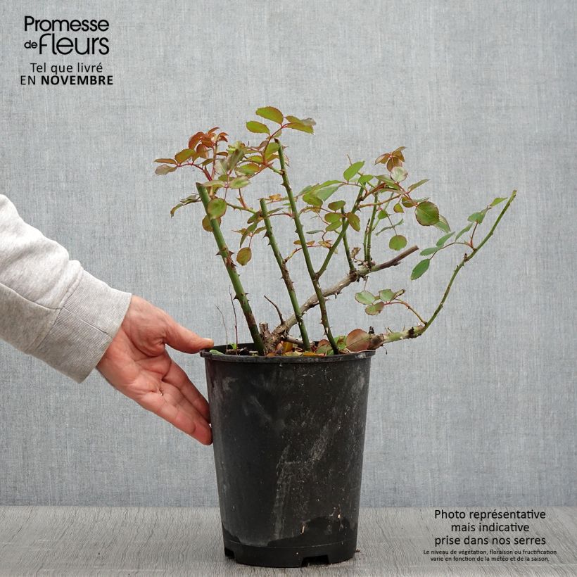 Exemplaar van Rosa Flower Carpet Red Velvet - Polyantharoos Pot van 4 l/5 l zoals geleverd in de herfst