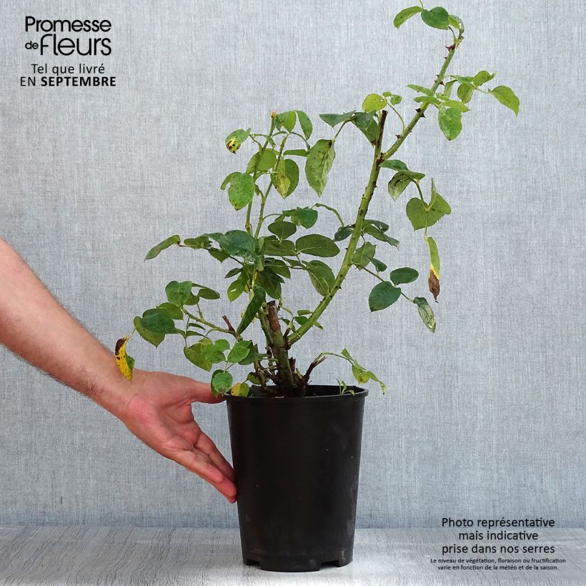 Exemplaar van Rosa Flower Carpet Red Velvet - Polyantharoos Pot van 4 l/5 l zoals geleverd in de zomer