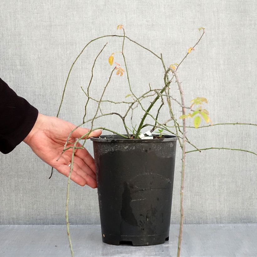 Exemplaar van Rosa arvensis - Bosroos Pot van 2 l/3 l zoals geleverd in de herfst