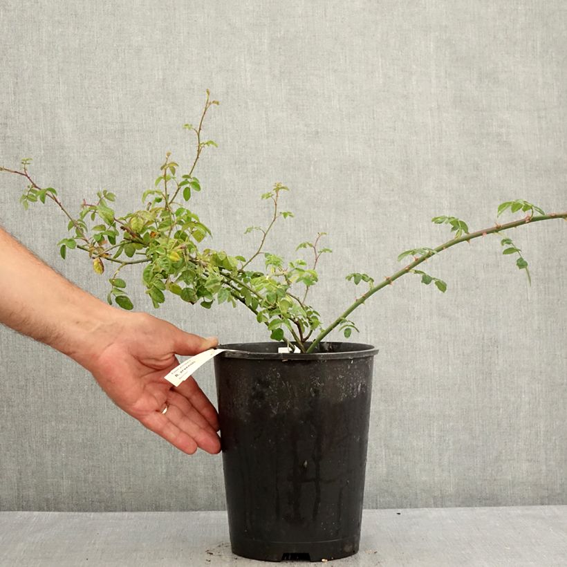 Exemplaar van Rosa arvensis - Bosroos Pot van 2 l/3 l zoals geleverd in de zomer