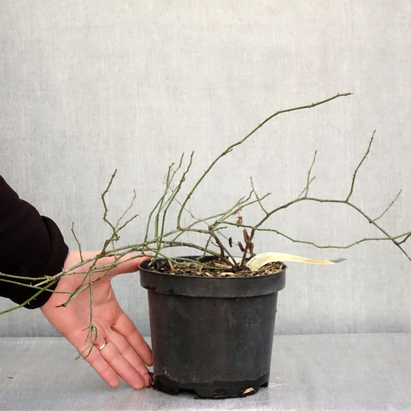 Exemplaar van Rosa arvensis - Bosroos Pot van 2 l/3 l zoals geleverd in de winter