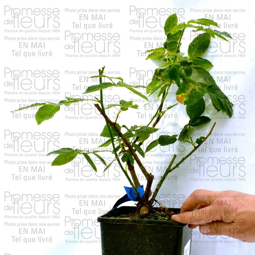 Voorbeeld van een exemplaar van Rosa Generosa® Dino de Laurentiis - Struikroos Pot van 4 l/5 l zoals geleverd