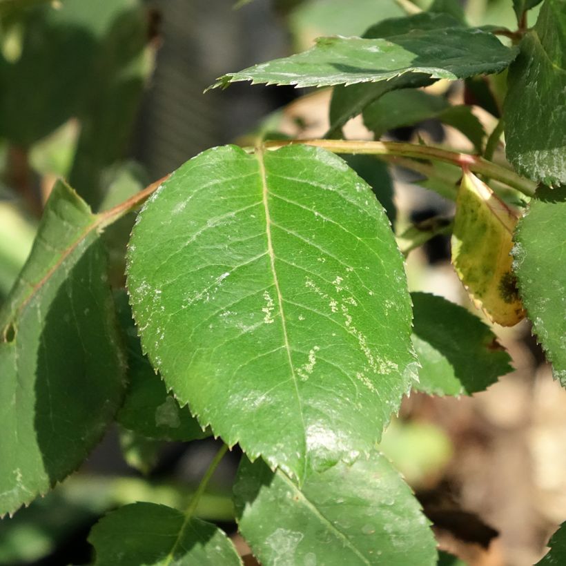 Rosa Dominica - Grootbloemige roos (Blad)