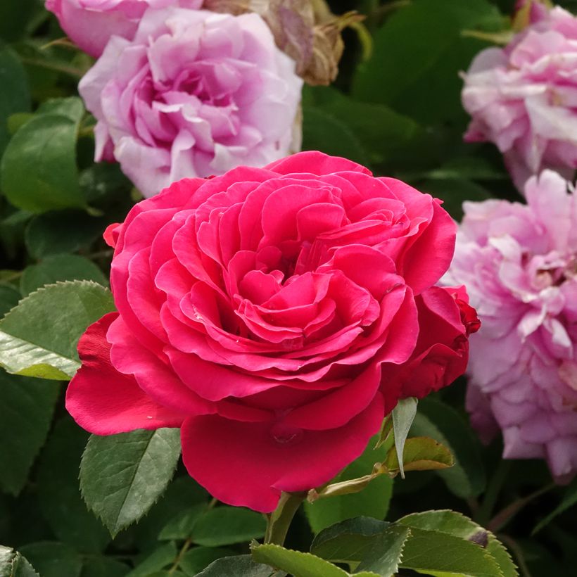 Rosa Dominica - Grootbloemige roos (Bloei)