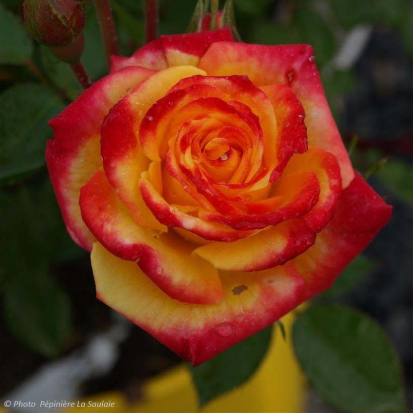 Rosa Oso Easy En Fuego - Trosroos (Bloei)