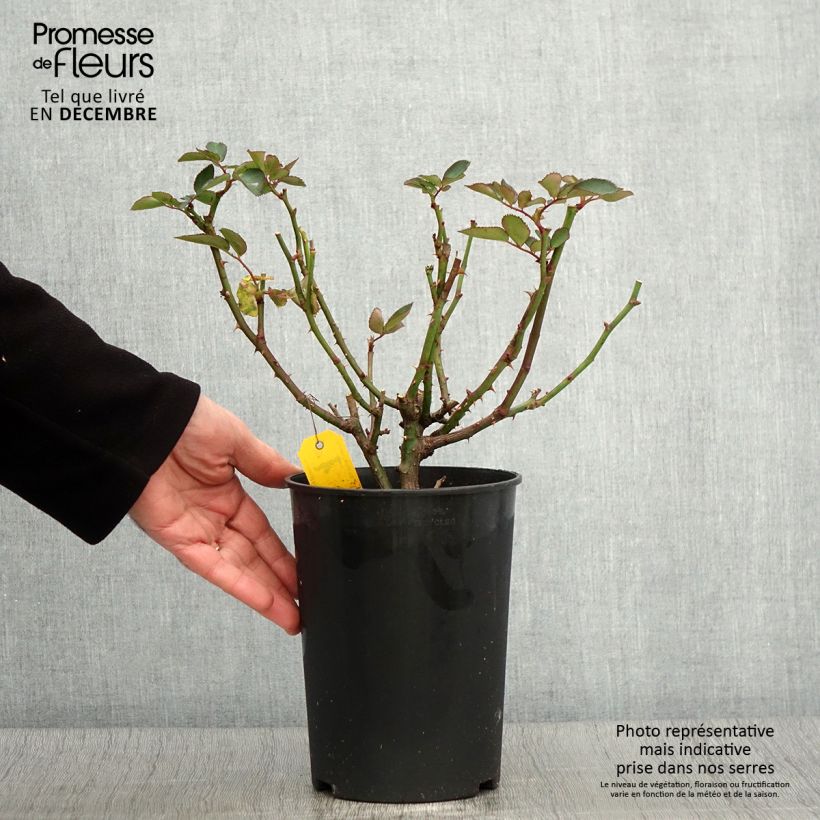 Exemplaar van Rosa Heidi Klum Rose - Trosroos Pot van 4 l/5 l zoals geleverd in de herfst