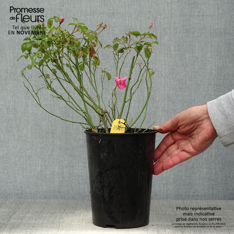 Exemplaar van Rosa Fortuna - Trosroos Pot van 2 l/3 l zoals geleverd in de herfst