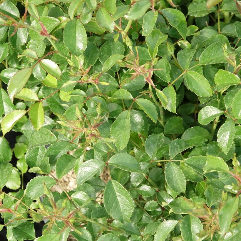 Rosa Fortuna - Trosroos (Blad)
