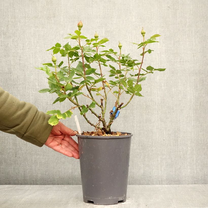 Exemplaar van Rosa Generosa® Golden Zest - Struikroos Pot van 4 l/5 l zoals geleverd in de lente