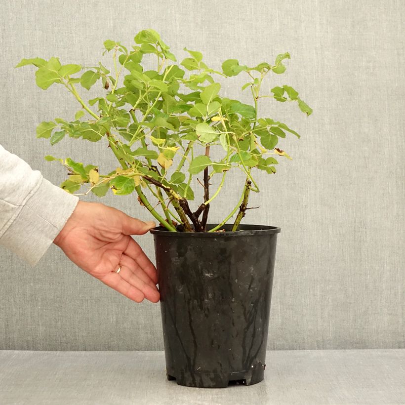 Exemplaar van Rosa Generosa® Agnes Schilliger - Struikroos Pot van 4 l/5 l zoals geleverd in de zomer