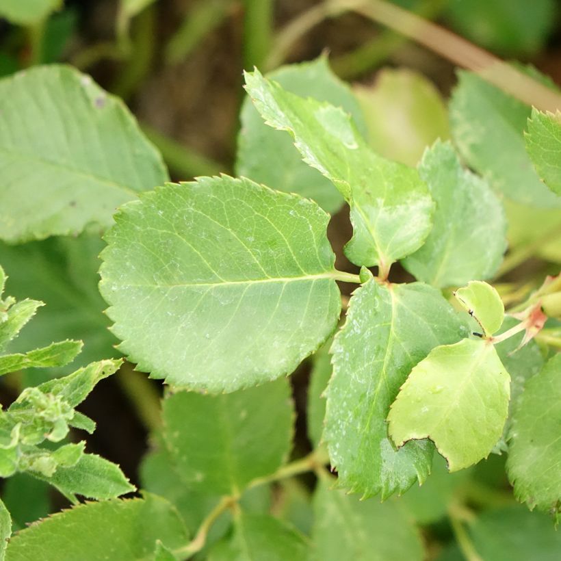Rosa Generosa® Agnes Schilliger - Struikroos (Blad)