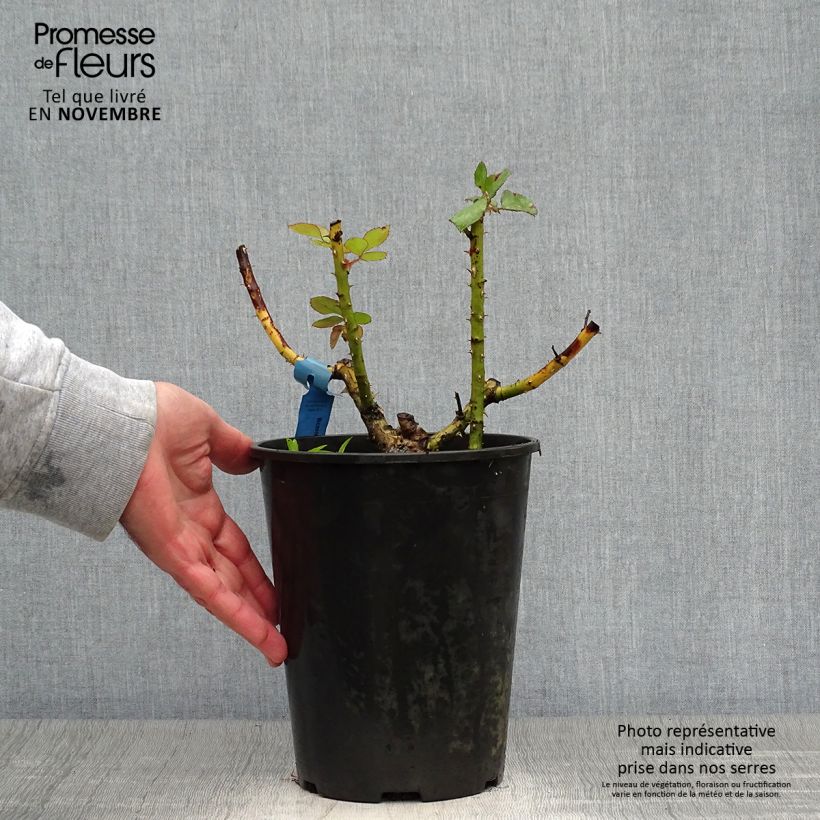 Exemplaar van Rosa Generosa® Bicentenaire de Guillot - Struikroos Pot van 4 l/5 l zoals geleverd in de herfst